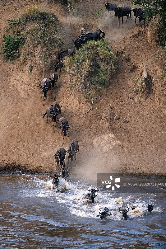 肯尼亚马赛马拉， crossing 马拉河的牛羚群图片素材