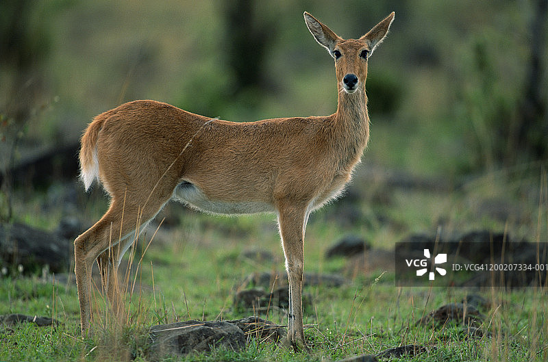 站立的博霍芦苇羚(Redunca redunca)，马赛马拉，肯尼亚图片素材