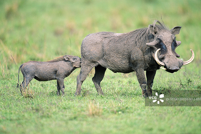 非洲疣猪喂小猪，肯尼亚马赛马拉国家保护区图片素材