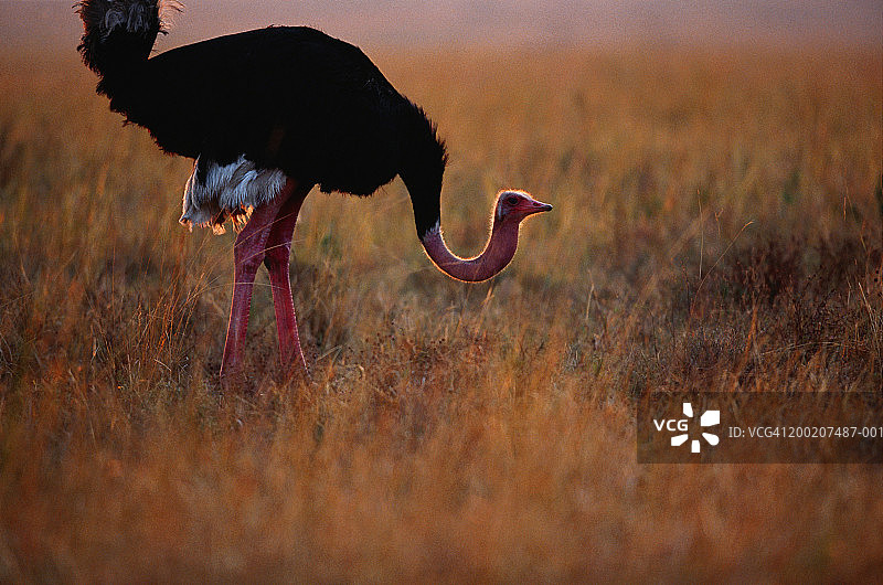 肯尼亚马赛马拉保护区内站立的马赛鸵鸟图片素材
