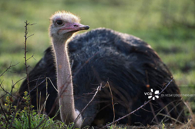 肯尼亚马赛马拉的马赛鸵鸟图片素材
