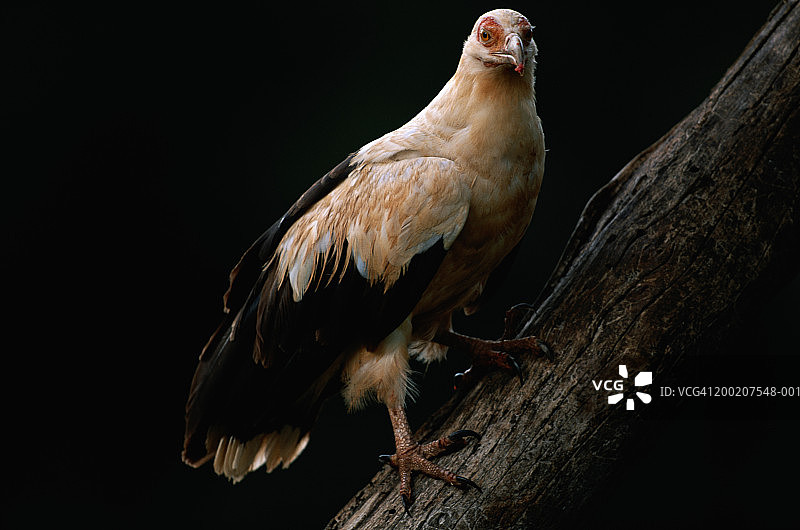 非洲棕榈鹫特写，肯尼亚桑布鲁国家保护区图片素材