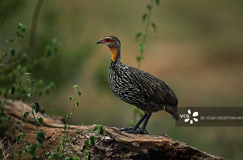 肯尼亚萨姆布鲁国家保护区树上的黄颈 spurfowl图片素材