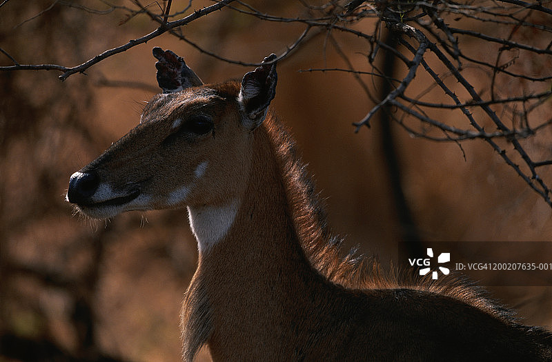在印度吉尔国家公园，蓝色公牛（Boselaphus tragocamelus）站立观望图片素材