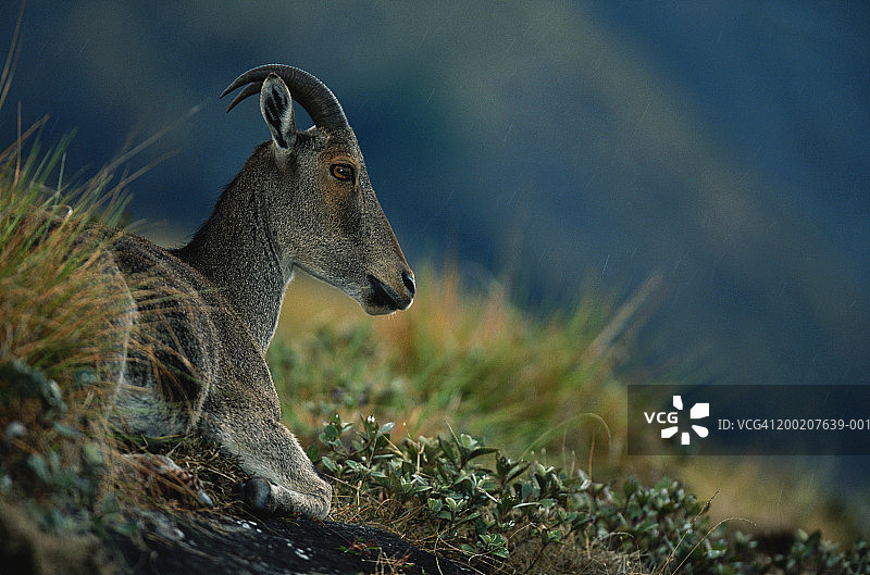 印度埃拉维库拉姆国家公园的塔尔羊图片素材