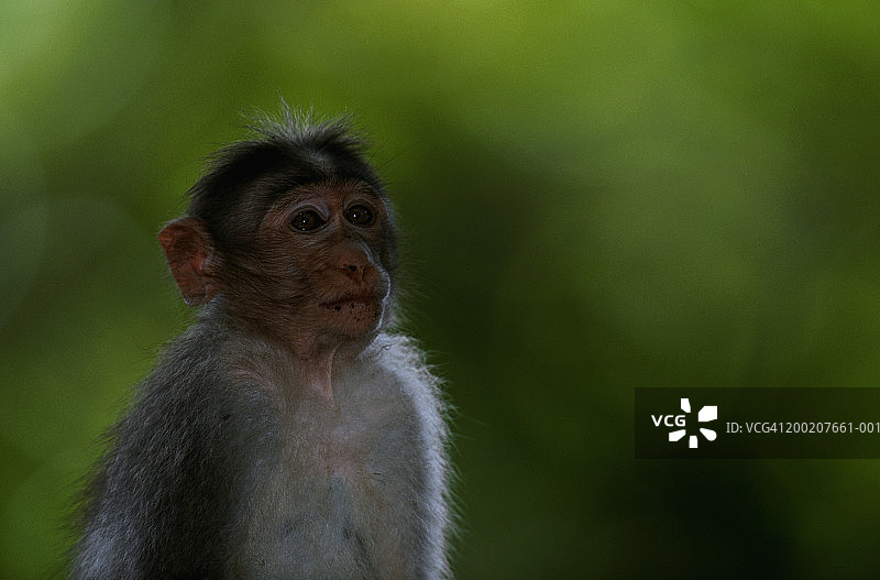 印度佩里亚尔国家公园的猕猴特写图片素材