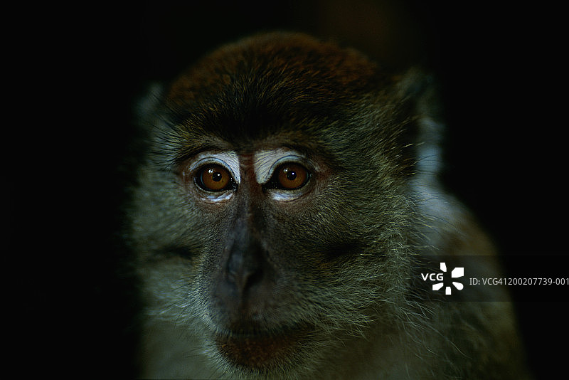 印度尼西亚勒user国家公园的长尾猕猴特写图片素材