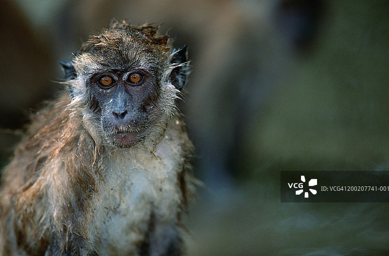 印度尼西亚勒user国家公园的长尾猕猴特写图片素材