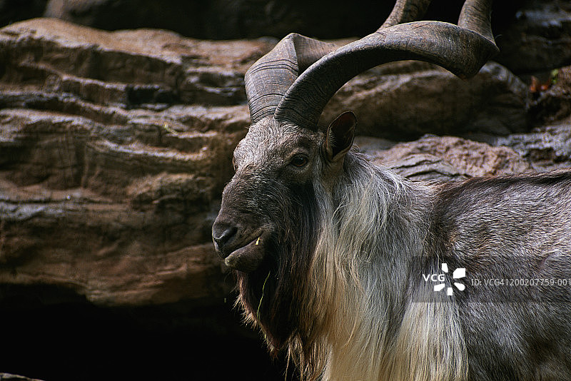 喜马拉雅山区的 captive 马克霍尔图片素材