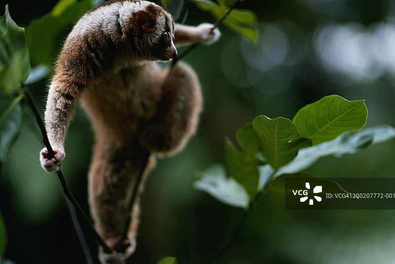 树上的蜂猴（亚洲）图片素材