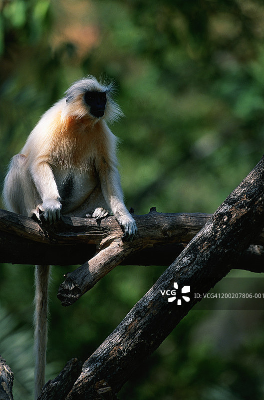 栖息在树枝上的金色叶猴（圈养，印度）图片素材