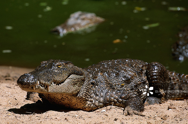 印度沼泽鳄特写图片素材
