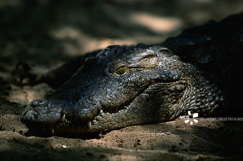 沼泽鳄鱼特写，印度图片素材