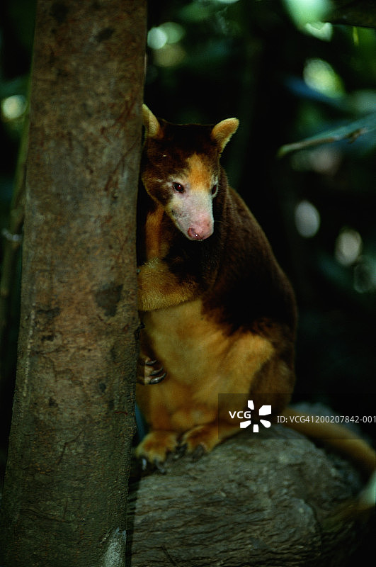 澳洲羚大袋鼠图片素材