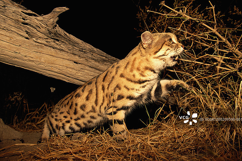 夜晚，黑足猫在树木下行走图片素材