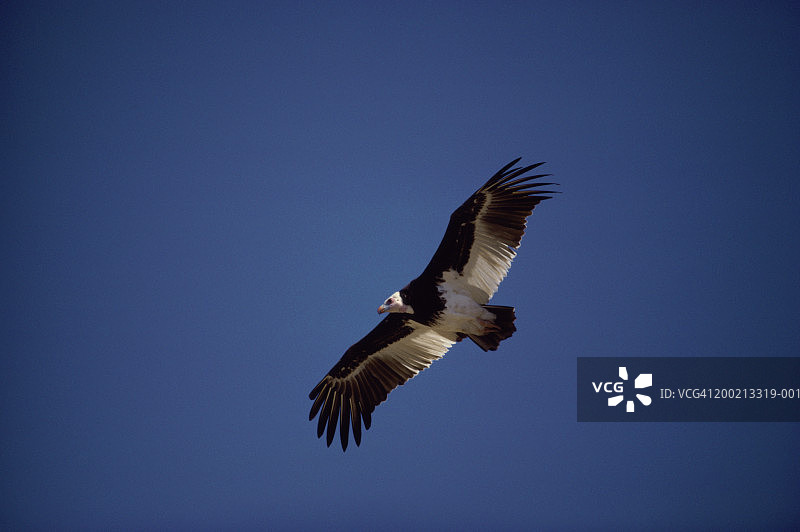 在晴朗的蓝天下飞行的白头秃鹫图片素材