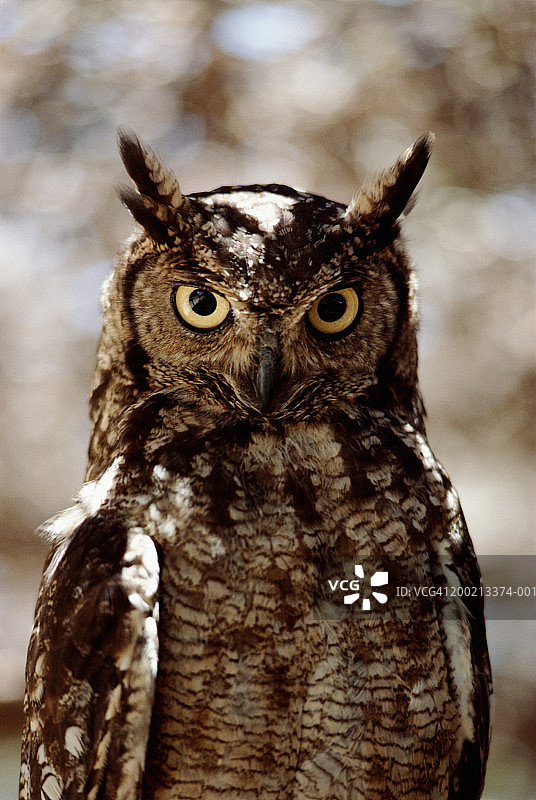 斑点雕鸮特写图片素材