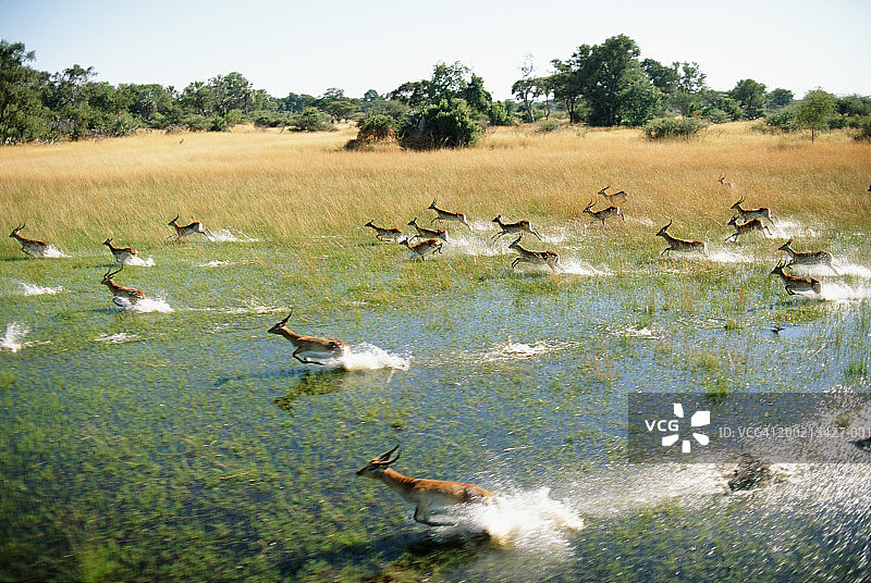 红水羚群穿越沼泽奔跑图片素材