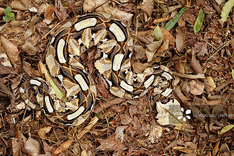 伪装在树叶中的加蓬蝰蛇图片素材