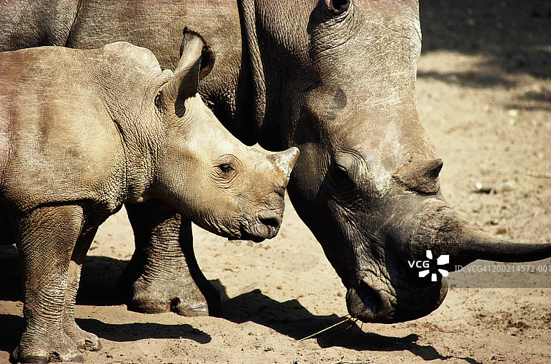 白犀牛母子图片素材