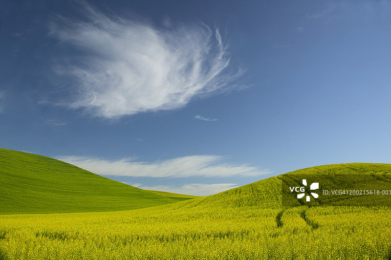 美国华盛顿州帕卢斯油菜籽田和冬小麦田地的车辙图片素材