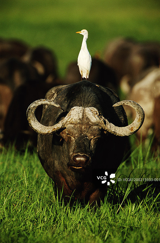 田野中的非洲水牛和牛背鹭图片素材