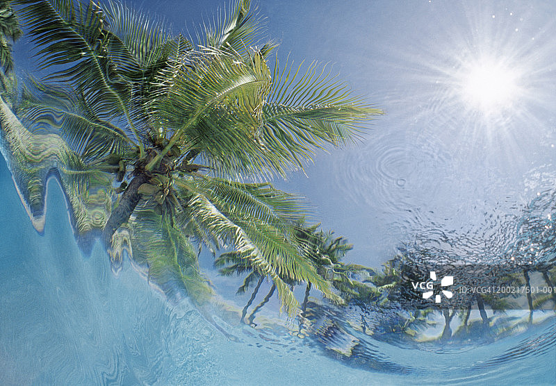 水下视角的椰子树图片素材