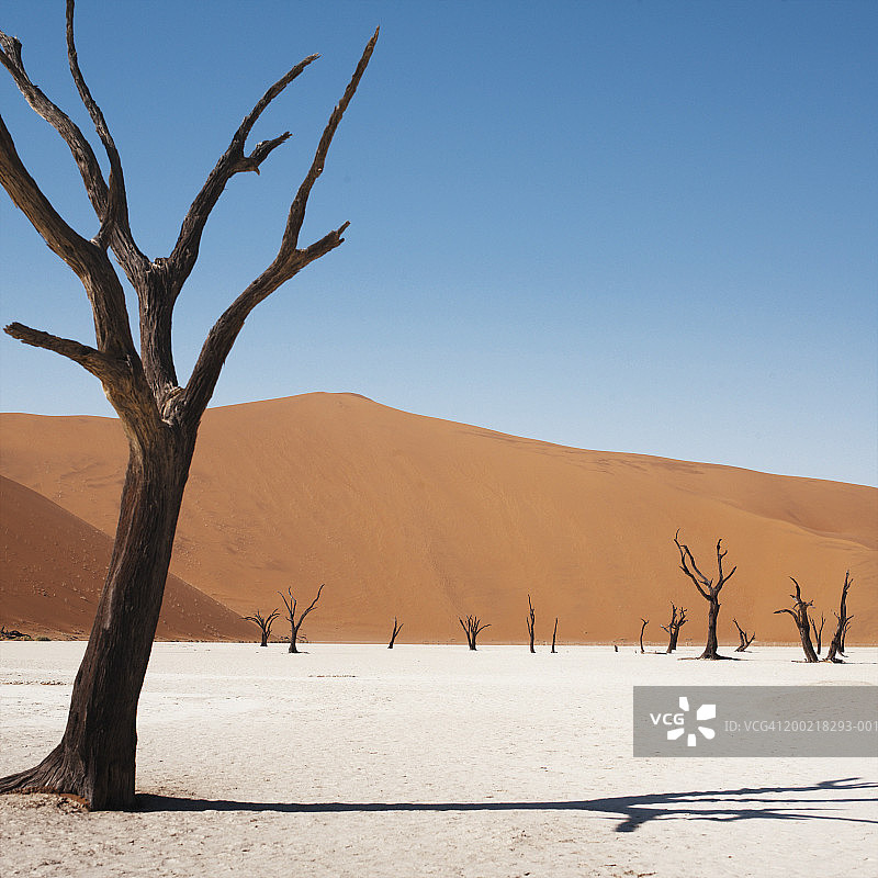 纳米比亚死亡谷沙漠景观中的树木图片素材
