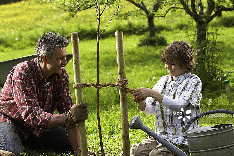 父子（8-10岁）在花园里固定树苗，微笑图片素材