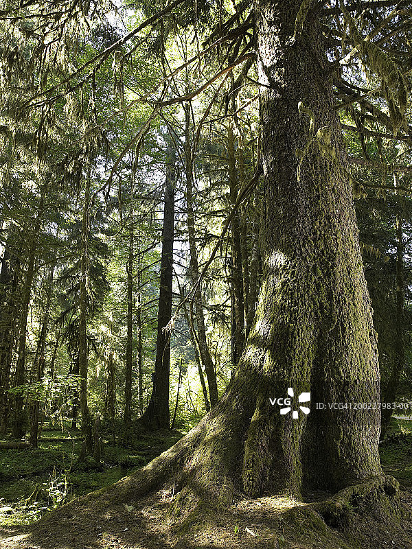 美国华盛顿州奥林匹克国家公园：霍河雨林中的树木图片素材
