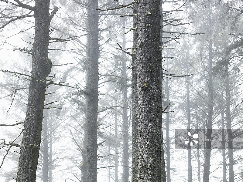 美国华盛顿州Kalaloch，奥林匹克国家公园，雾中的树木图片素材