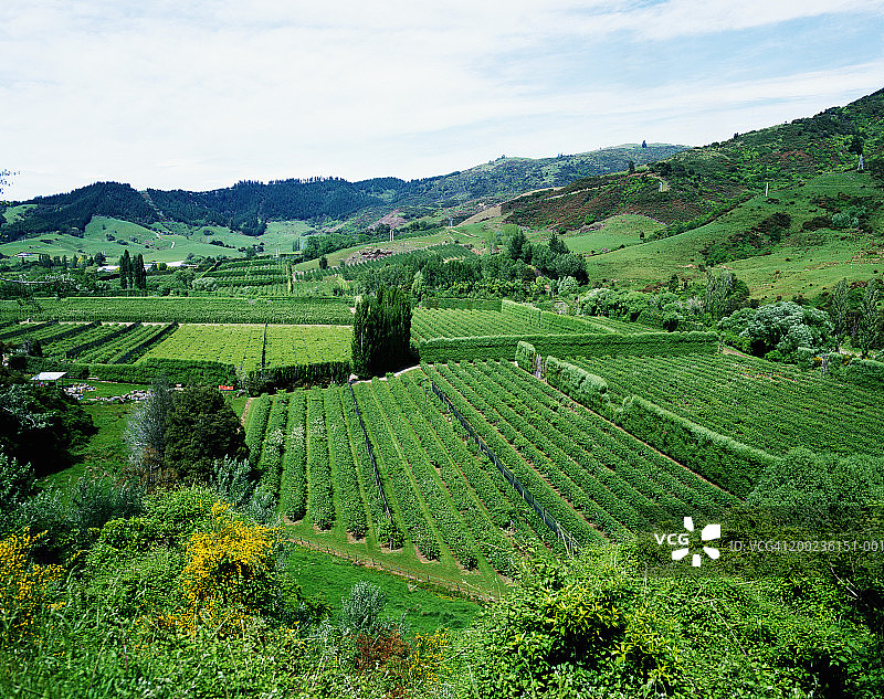 新西兰南岛奇异果种植园鸟瞰图片素材