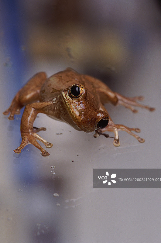 古巴树蛙（Osteopilus septentrionalis）特写图片素材