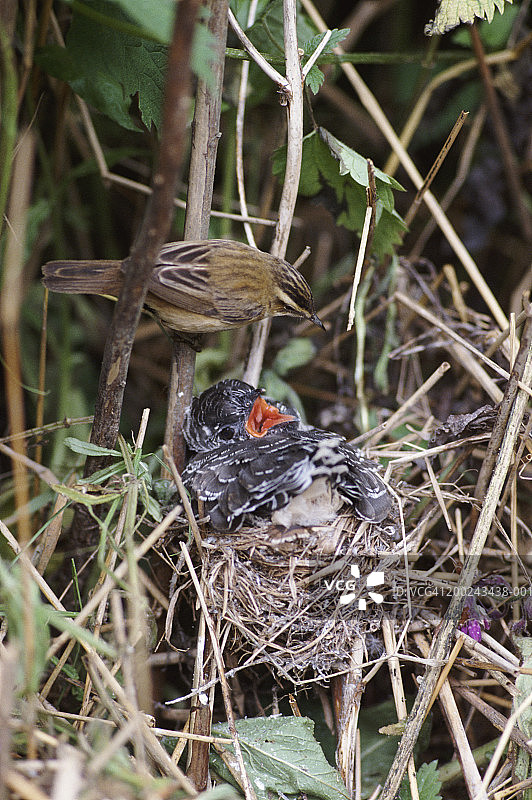 巢中的杜鹃图片素材