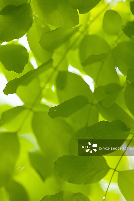 皂荚树叶特写图片素材