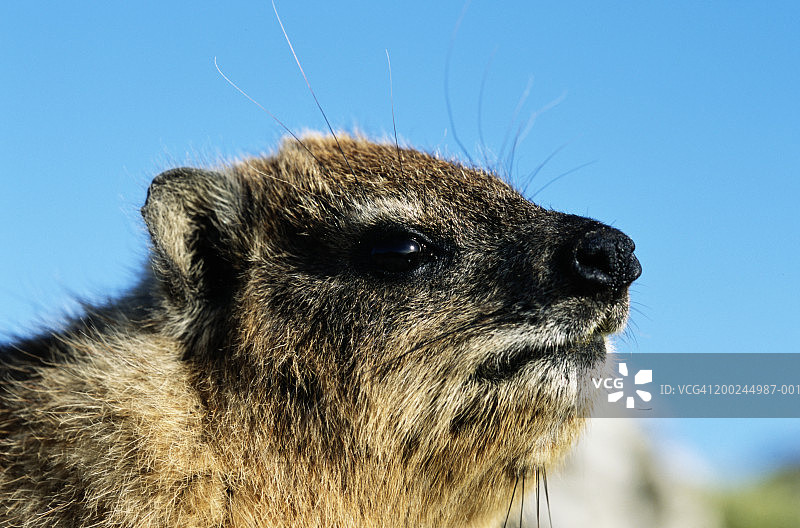 户外近距离拍摄的岩狸（Procavia capensis）图片素材