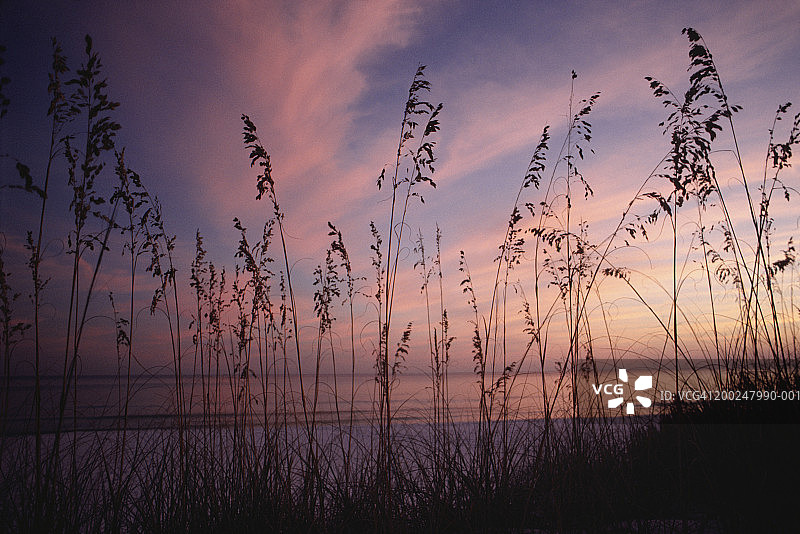 美国佛罗里达州翡翠海岸日落时分的海边高草图片素材