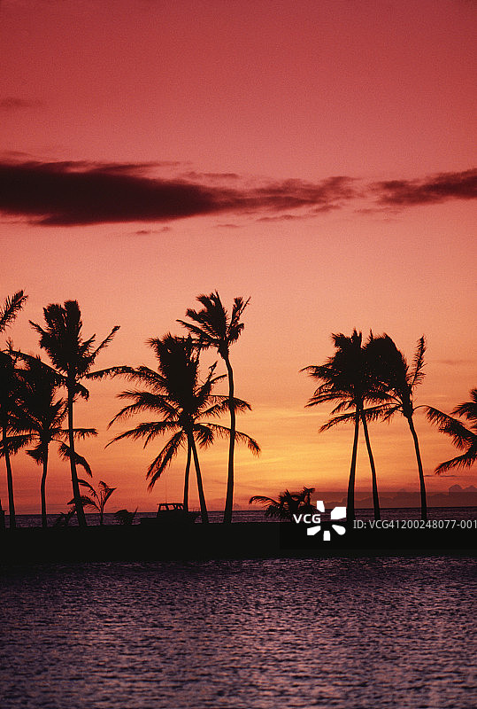 夏威夷怀科洛瓦日落时分的海岸棕榈树图片素材
