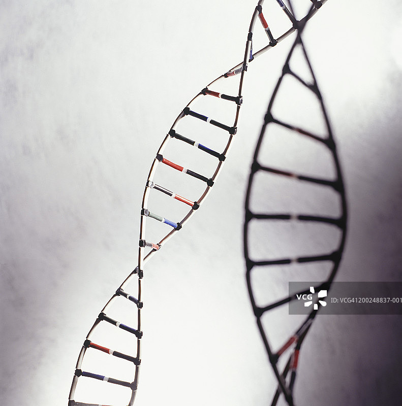 DNA模型（特写）图片素材