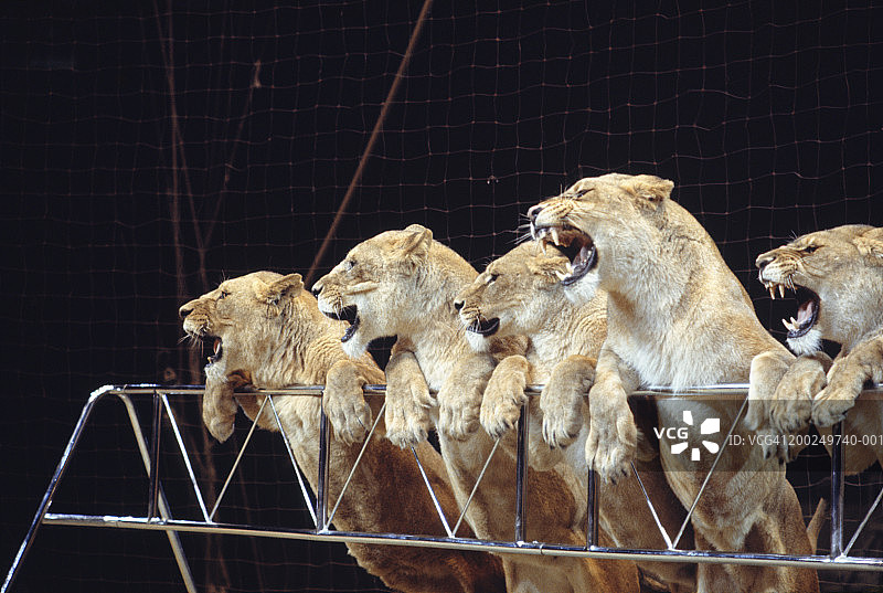 马戏竞技场中咆哮的母狮图片素材