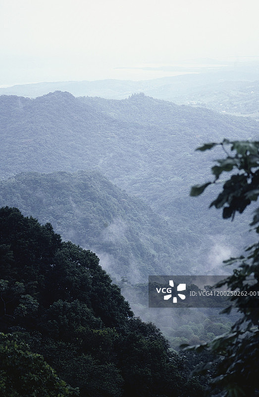 云雀国家森林公园，波多黎各图片素材