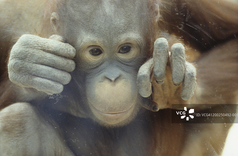 德国科隆：隔着玻璃窗向外看的黑猩猩图片素材