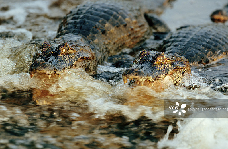巴西潘塔纳尔鳄鱼图片素材