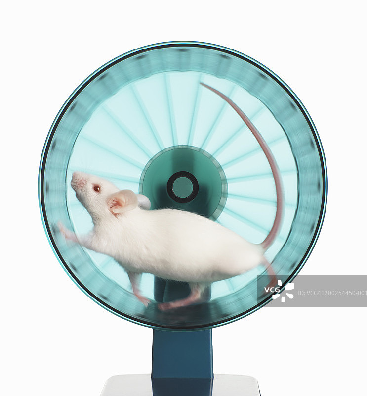 跑轮上的白鼠运动模糊图片素材