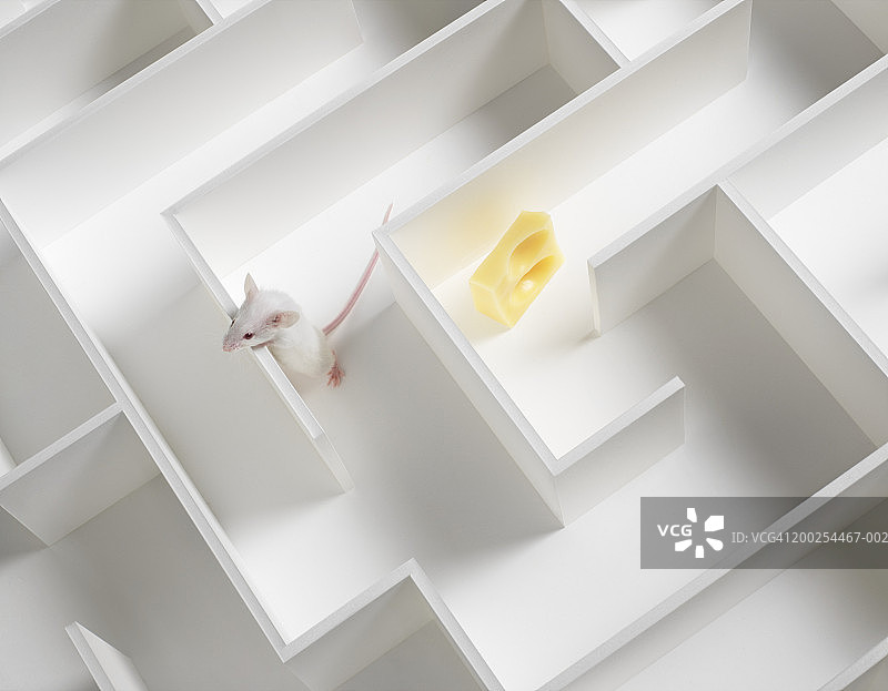 白色小鼠在迷宫中寻找奶酪，俯视图图片素材
