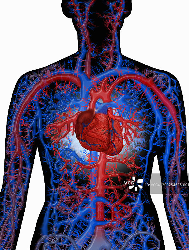 年轻女子腰部的循环系统图片素材