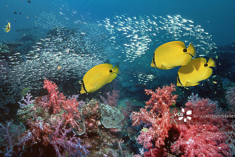 蓝点蝴蝶鱼珊瑚鱼群图片素材
