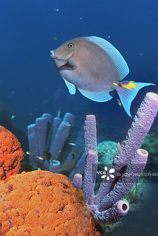 蓝唐王鱼（数字合成图）图片素材