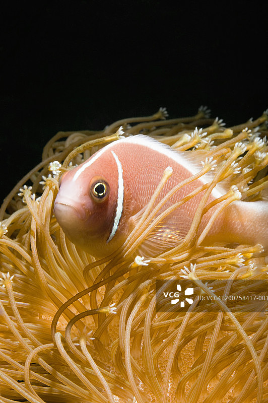 软珊瑚触须中的粉红小丑鱼图片素材
