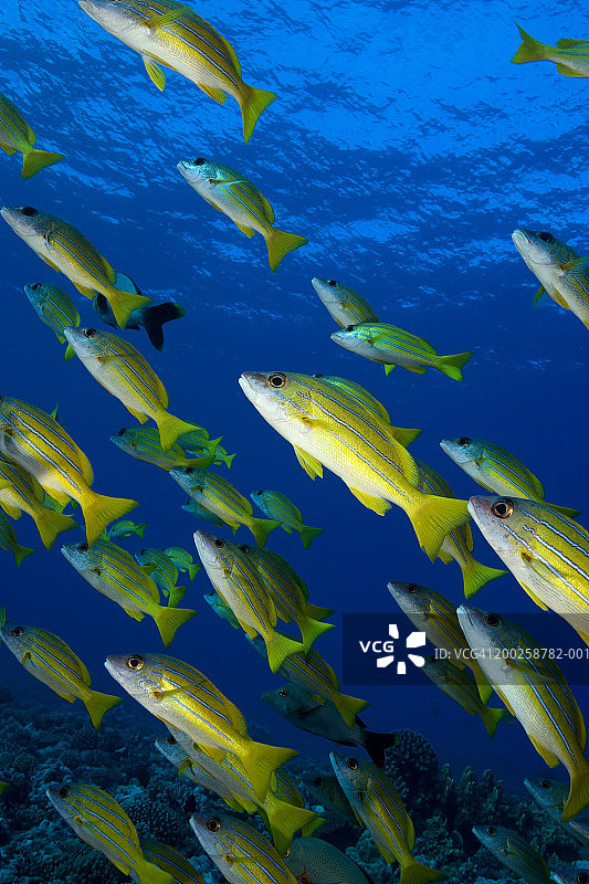 蓝线笛鲷鱼群水下景观图片素材